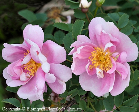 Rosa Pimpinellifolia-Ryhm 'Marzipan', marsipaaniruusu